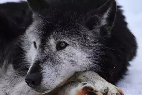ドイツの繁華街で女性がオオカミに襲われる…“約150年越し”の帰還