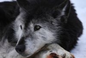 ドイツの繁華街で女性がオオカミに襲われる…“約150年越し”の帰還