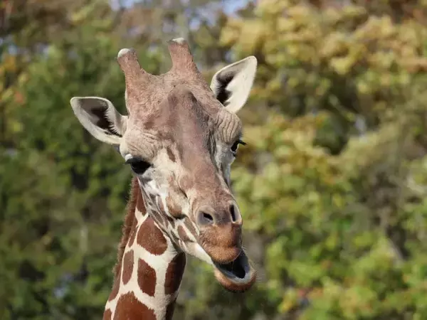 キリンは足し算ができる!?　にんじん実験で見えた認知能力