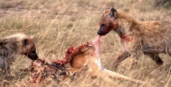 これからの時代、狼よりハイエナになれ！【適菜収】 連載「厭世的生き方のすすめ」第27回