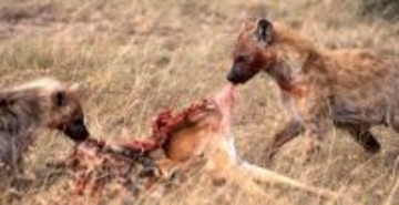 これからの時代、狼よりハイエナになれ！【適菜収】 連載「厭世的生き方のすすめ」第27回