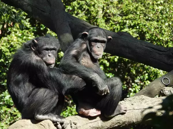 類人猿、「ごっこ遊び」ができることが判明。米大学の研究チーム発表