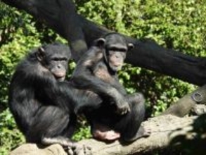 類人猿、「ごっこ遊び」ができることが判明。米大学の研究チーム発表