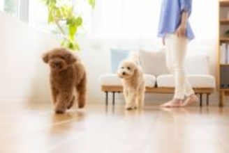 なぜ犬は飼い主のトイレまでついてくるのか？「野生動物の行動を模倣している」とは