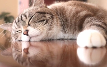 猫を飼うだけでなく、撫でるのが重要。ペットとの「関係性の質」がストレス軽減に効果的