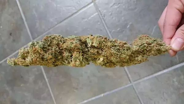 「医療用大麻が日本でついに解禁へ。世界では嗜好用としても解禁されていくグリーンラッシュ」の画像