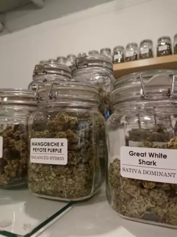 「医療用大麻が日本でついに解禁へ。世界では嗜好用としても解禁されていくグリーンラッシュ」の画像