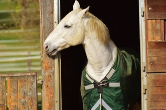 「視力を失った結果として聴覚が研ぎ澄まされ…」名馬マイロ、競技界で奇跡の復活だ！