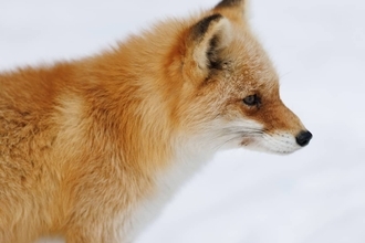 キツネが貨物船で「密航」。約4800km移動し、無事保護される