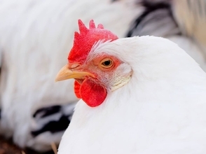 名前をつけた鶏は“守るべき対象”になる？ 5〜6歳児の実験で、チキンを選びにくくなる傾向