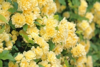 ロンドン恒例のRHSチェルシー・フラワー・ショー、「ガーデンノーム」2度目の解禁