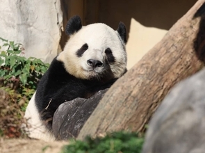 見納め迫るシャオシャオ＆レイレイ、自由観覧の最終日は上野動物園に長蛇の列…