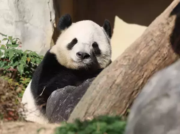 見納め迫るシャオシャオ＆レイレイ、自由観覧の最終日は上野動物園に長蛇の列…