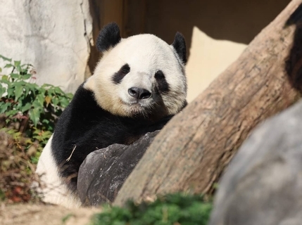 見納め迫るシャオシャオ＆レイレイ、自由観覧の最終日は上野動物園に長蛇の列…
