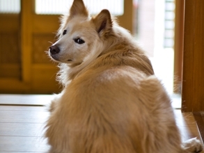 尽くしているのに報われない!?  “2番目扱い”に悩む飼い主が見落とす、犬が本当に求めているもの