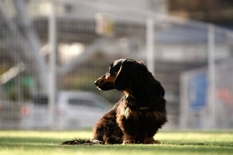 愛犬が「稼ぎ頭」に。1ヶ月で87万円稼いだダックスフンド