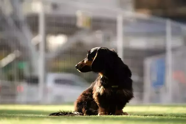 愛犬が「稼ぎ頭」に。1ヶ月で87万円稼いだダックスフンド