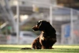 愛犬が「稼ぎ頭」に。1ヶ月で87万円稼いだダックスフンド