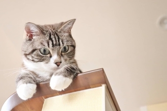 上司と愛猫の会話が筒抜けに…ミュート忘れの失敗談が大人気