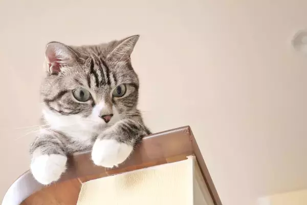 上司と愛猫の会話が筒抜けに…ミュート忘れの失敗談が大人気