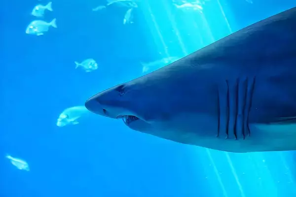 ニューヨーク沖を襲った「サメゴジラ」の正体は？巨大サメの捕獲作戦実行