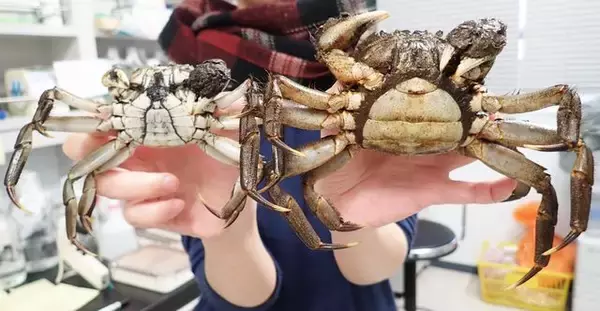 「【狩女子】なぜジビエを生で食べたらダメなの？　その危険に迫る！」の画像