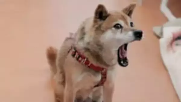 「【長寿になった柴犬との暮らしかた】老犬ホームは愛犬を手放す場所ではない」の画像