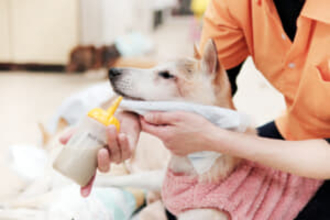 【長寿になった柴犬との暮らしかた】老犬ホームは愛犬を手放す場所ではない