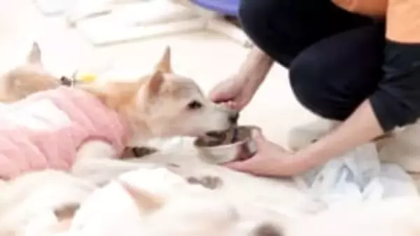 「【長寿になった柴犬との暮らしかた】老犬ホームは愛犬を手放す場所ではない」の画像