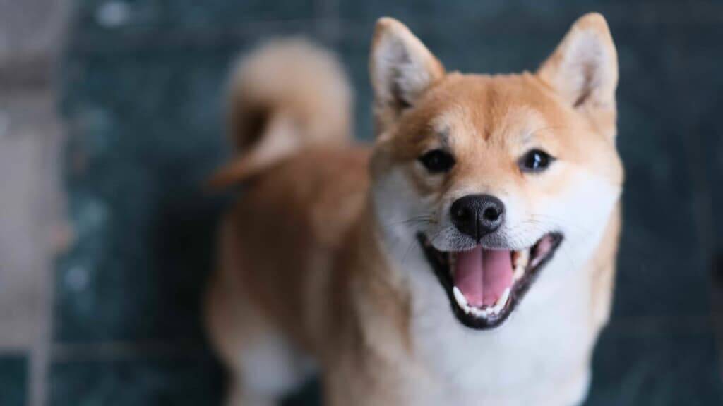 犬と暮らす幸せが7世代先の子どもたちへも受け継がれますように 21年3月31日 エキサイトニュース 3 3
