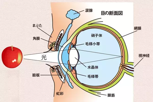 「現代病「スマホ老眼」に要注意！」の画像