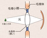 「現代病「スマホ老眼」に要注意！」の画像4