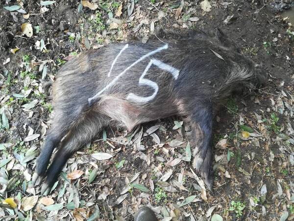 初めて獲物を捕った日の事 命のやりとり 注意 捕獲したイノシシの写真がありますので苦手な方は注意してください 19年8月31日 エキサイトニュース