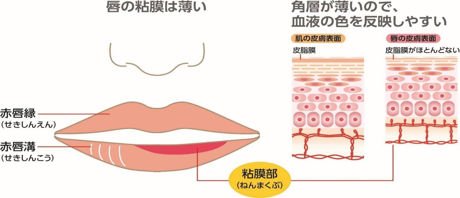 寒くなると気になる唇。正しいリップケア方法を皮膚科医が教えてくれた！ 2019年9月26日 エキサイトニュース