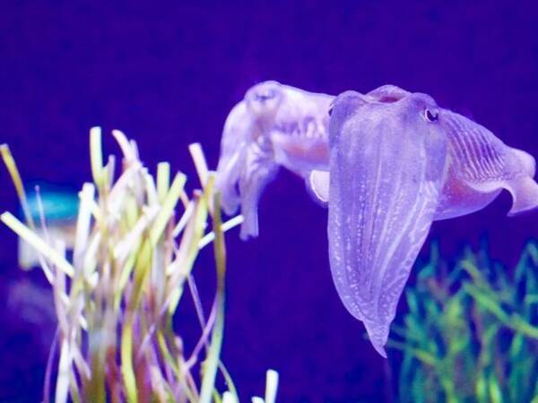 弱った男性の精力は スルメ のコレステロールに頼れ 19年10月11日 エキサイトニュース