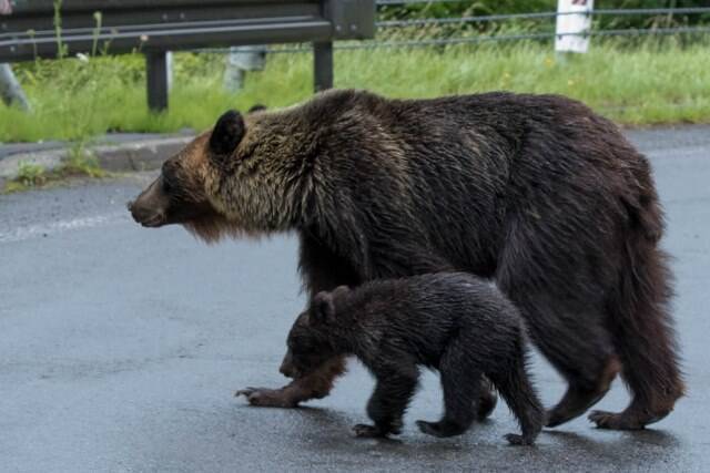 害獣被害と害人被害 狩女子がヒトと動物のせめぎ合いを考える 年2月1日 エキサイトニュース 4 6