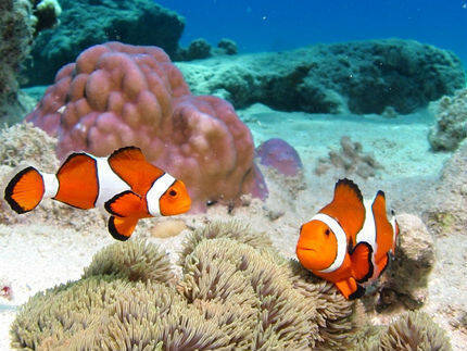 隠れニモ に 隠れアリエル レアな隠れキャラはここで見つかる 16年10月30日 エキサイトニュース