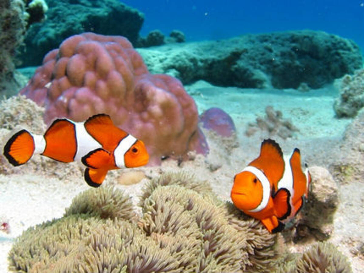 隠れニモ に 隠れアリエル レアな隠れキャラはここで見つかる 16年10月30日 エキサイトニュース