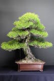 「10年間で輸出量はなんと10倍！「盆栽＝ＢＯＮＳＡＩ」!」の画像3
