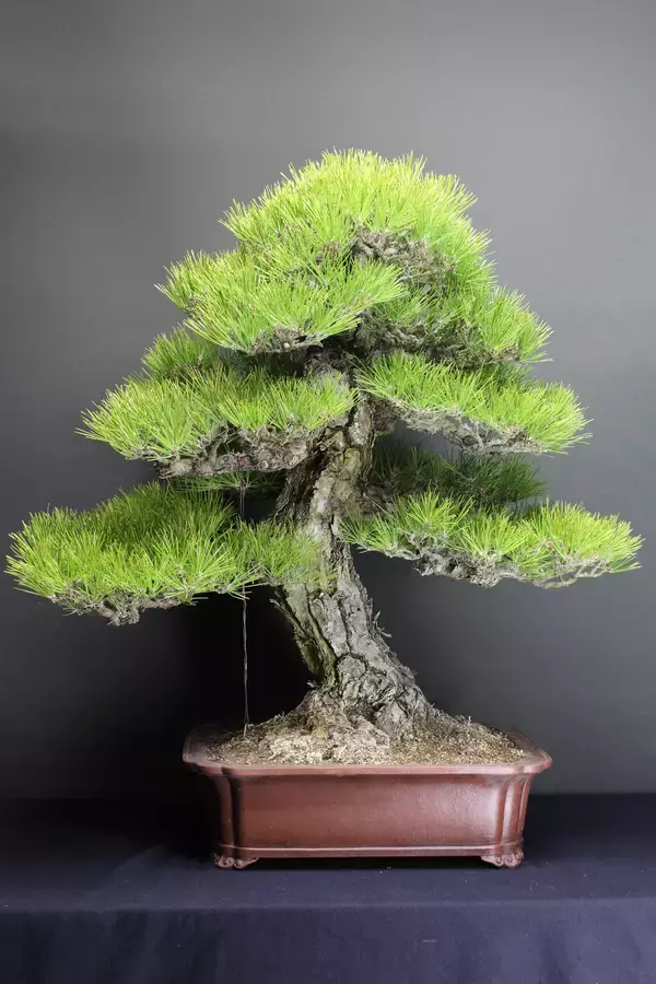 「10年間で輸出量はなんと10倍！「盆栽＝ＢＯＮＳＡＩ」!」の画像