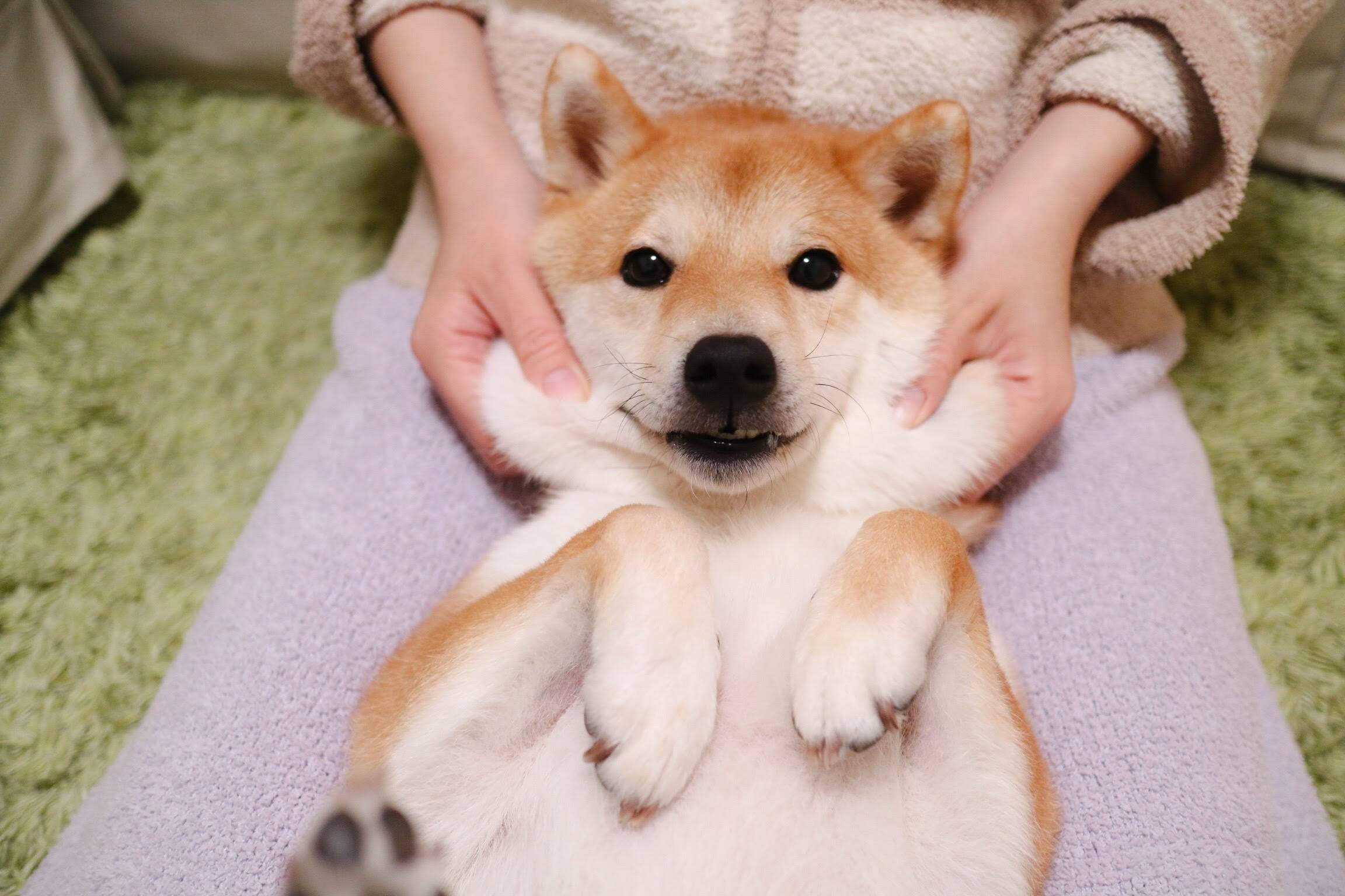 人気沸騰の柴犬 だいふく の飼い主が語る 飼ってよかったこと にほっこり 17年4月23日 エキサイトニュース