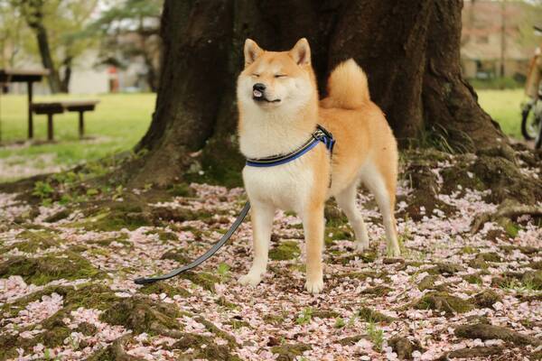 人気沸騰の柴犬 だいふく の飼い主が語る 飼ってよかったこと にほっこり 17年4月23日 エキサイトニュース