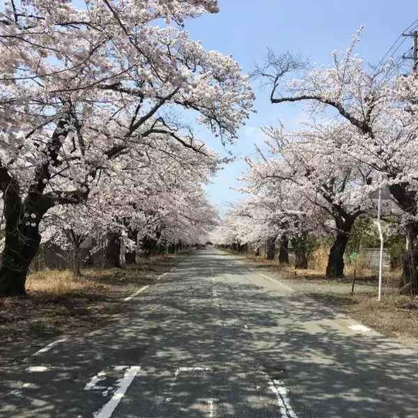 「作詞・柳美里、作曲・長渕剛。奇跡の校歌を生んだ「一通の手紙」」の画像