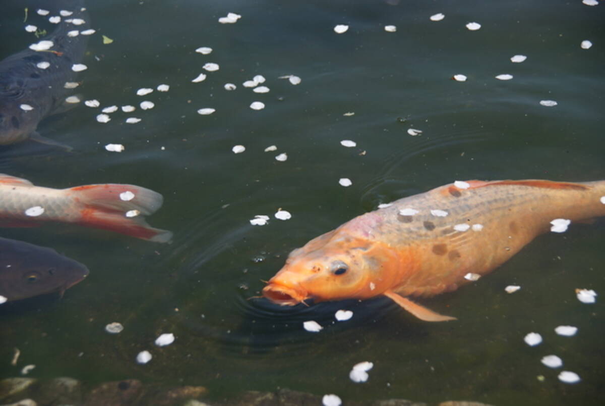 鰊 鯆 鯱 読めそうで読めない魚偏の漢字 あなたはいくつ分かる 17年5月18日 エキサイトニュース 2 2