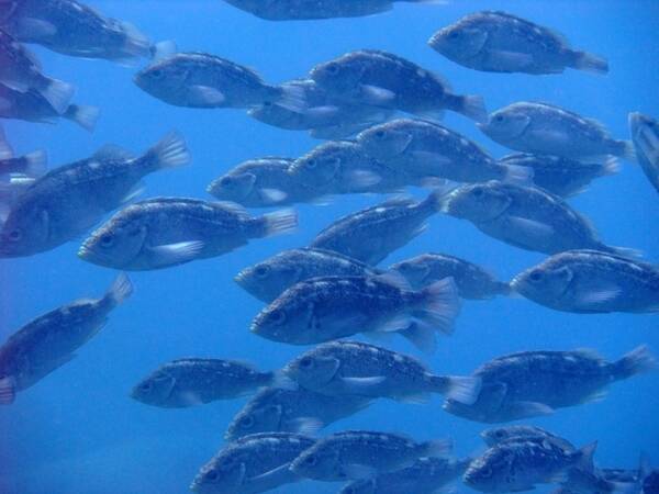 いつも食べてる 魚 のことどれだけ知ってますか 例えば 天然魚と養殖魚を見分ける方法 17年5月12日 エキサイトニュース