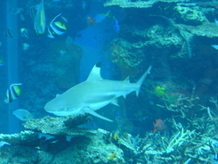 外国人 ポニョにそっくりじゃないか 海外で人気を呼んでいた魚の正体は 17年5月15日 エキサイトニュース