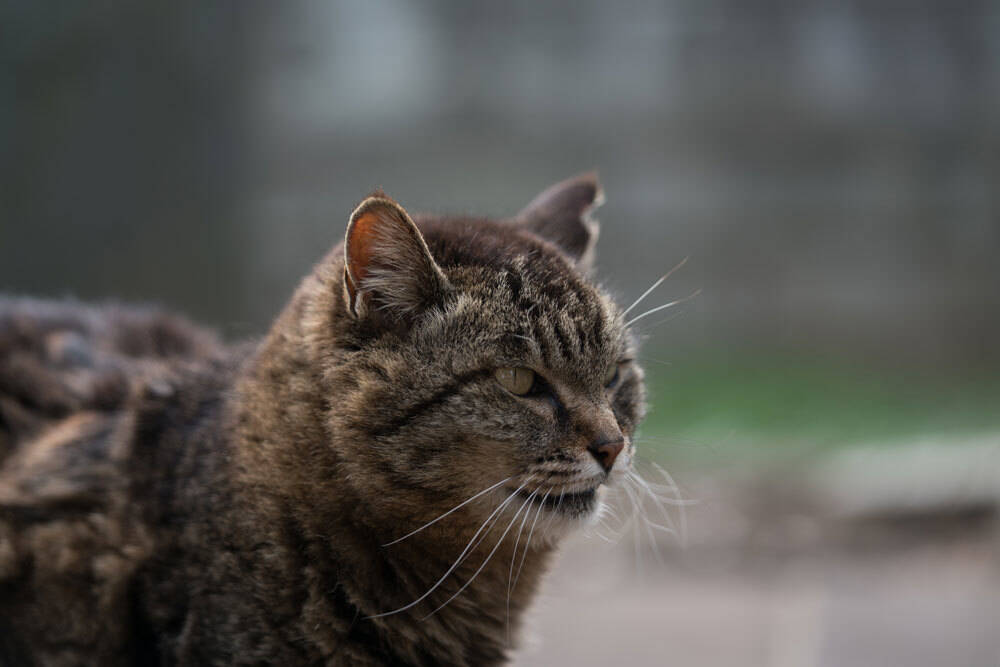 浅草や谷中などの 猫町 意外と知らない散策の注意点 17年5月26日 エキサイトニュース