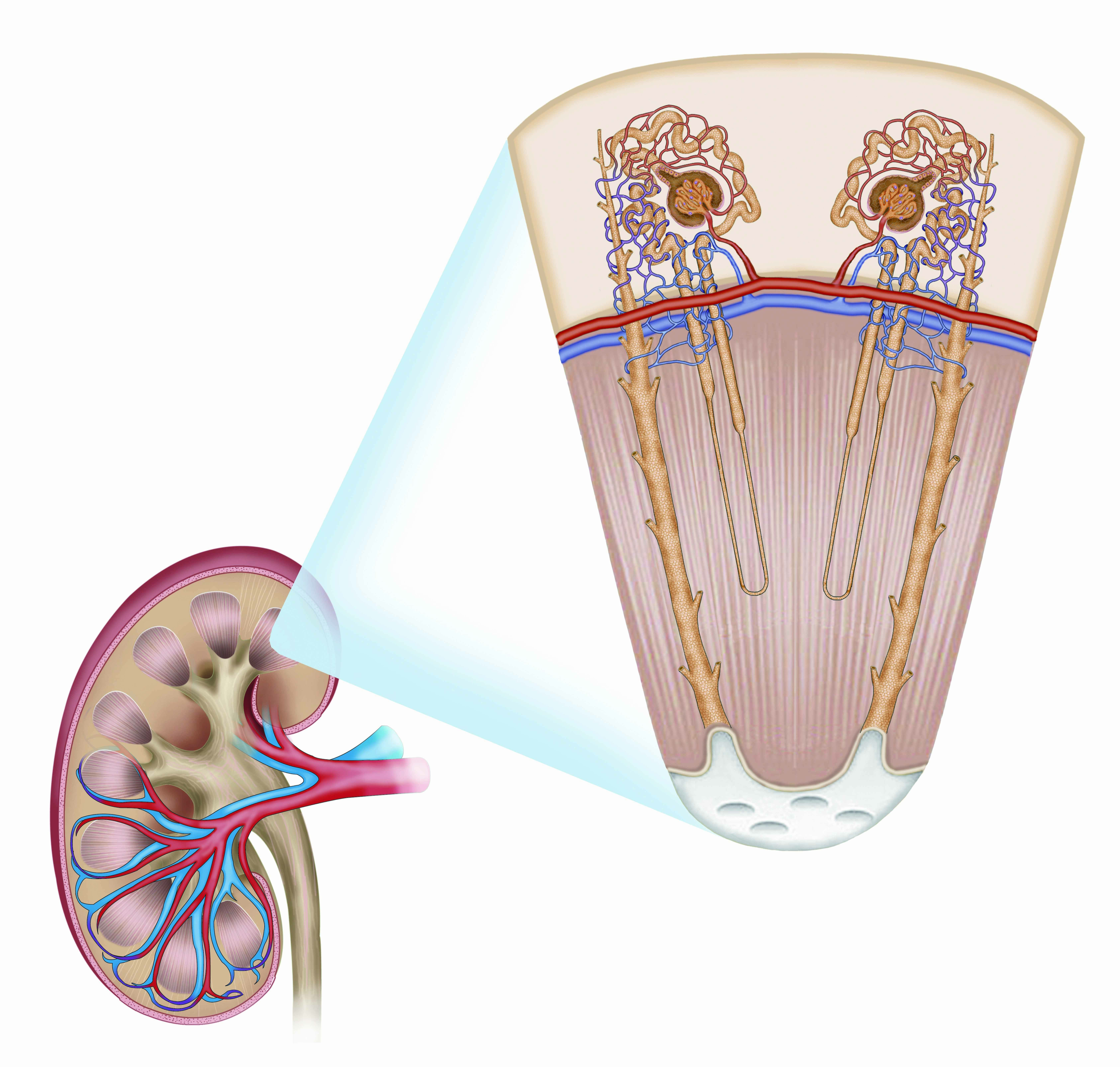 黄褐色の尿は内臓疾患の可能性大 17年6月21日 エキサイトニュース