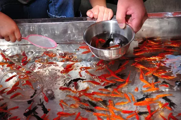 「金魚すくい初段」の腕前って？