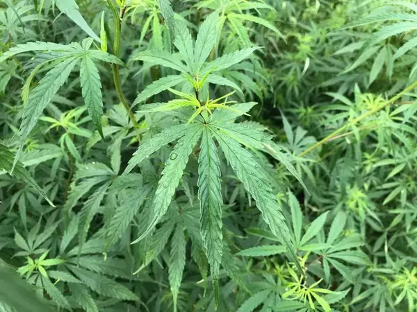 「「改正大麻取締法」成立で日本でも医療用大麻が解禁へ。頸椎ヘルニアで医療用大麻にすがるまでの軌跡」の画像